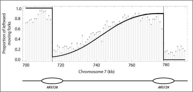 Mathematical modeling of genome replication