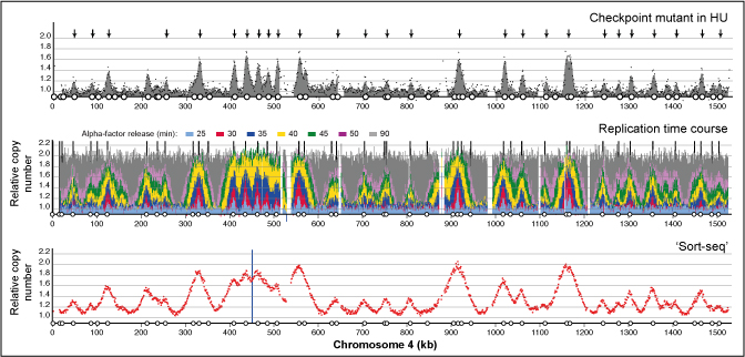 The dynamics of genome replication using deep sequencing