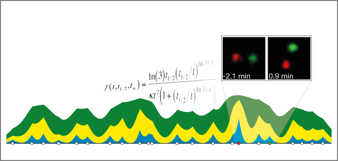 High-Resolution Replication Profiles Define the Stochastic Nature of Genome Replication Initiation and Termination