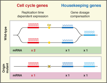 DNA replication timing influences gene expression level