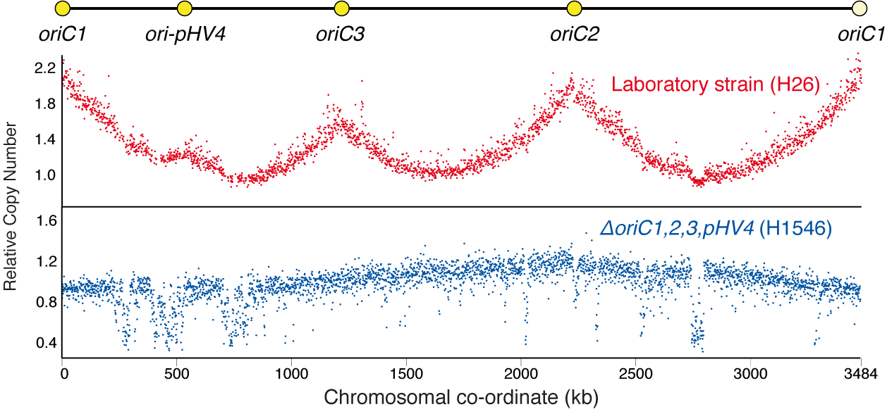 Accelerated growth in the absence of DNA replication origins