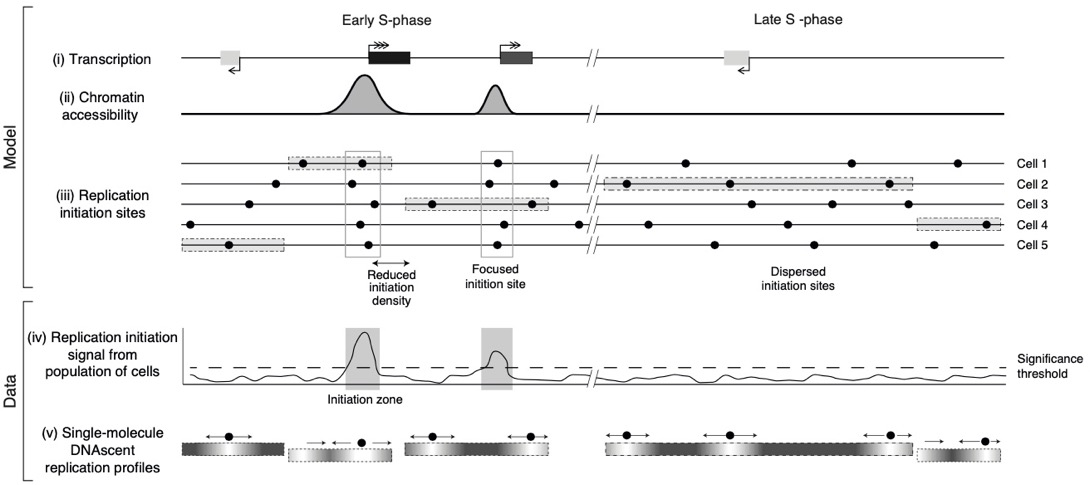 Most human DNA replication initiation is dispersed throughout the genome with only a minority within previously identified initiation zones