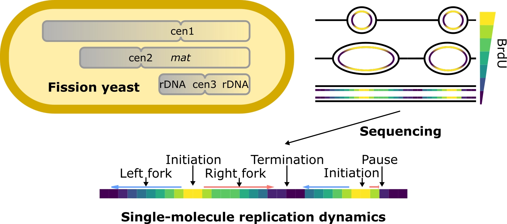 Single-molecule sequencing maps replication dynamics across the fission yeast genome, including centromeres