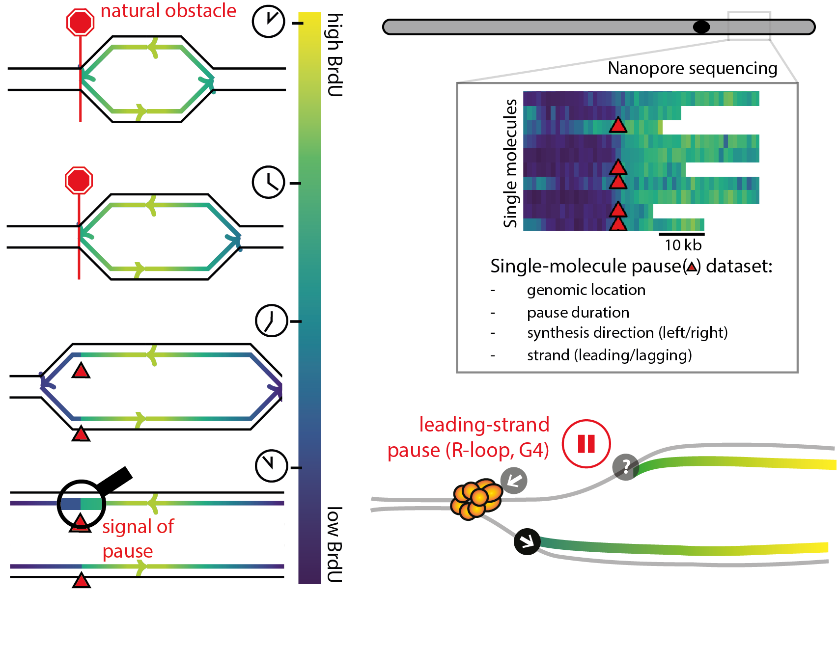 Single-molecule landscape of DNA replication pausing