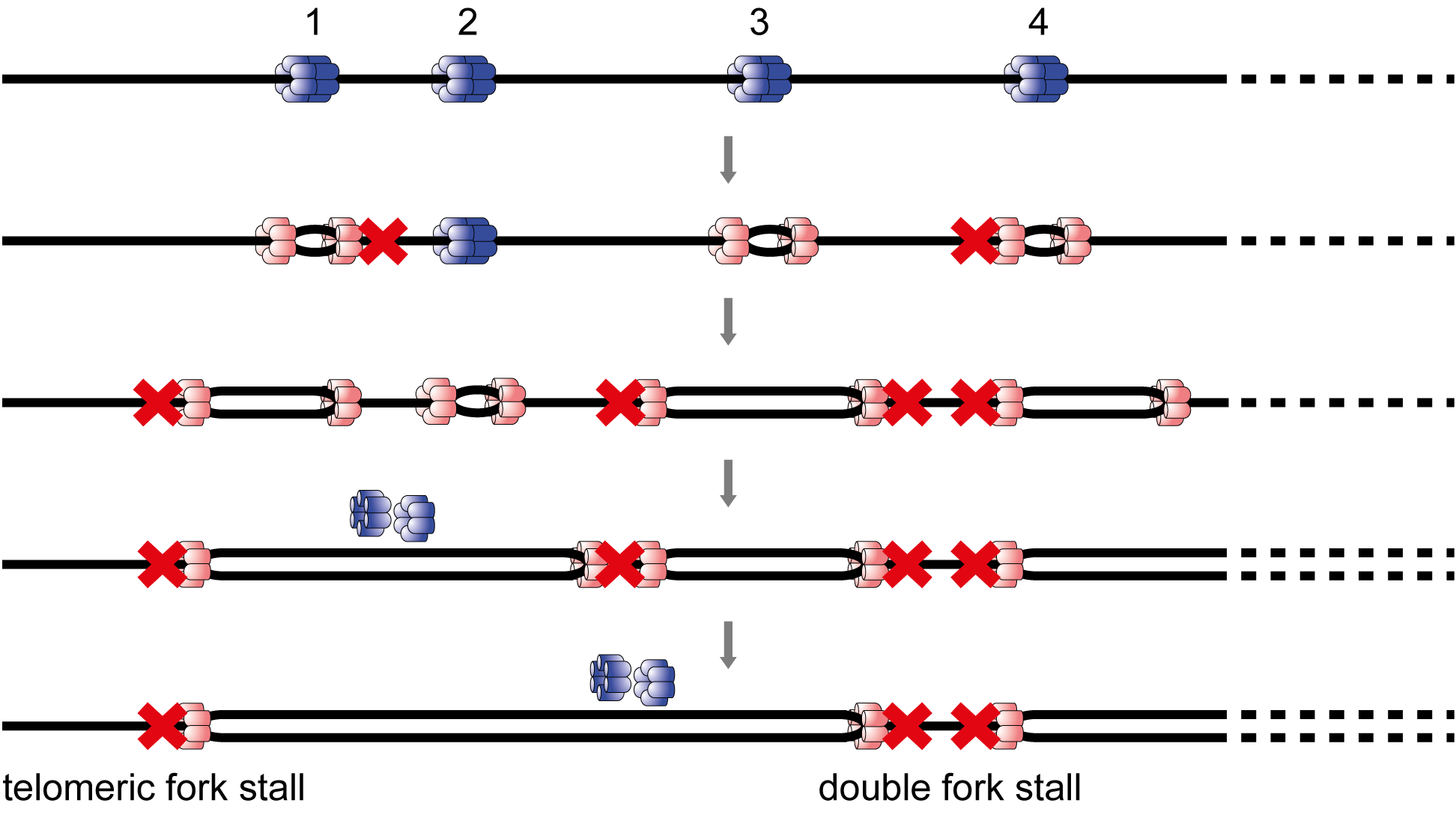 Replisome stall events have shaped the distribution of replication origins in the genomes of yeasts