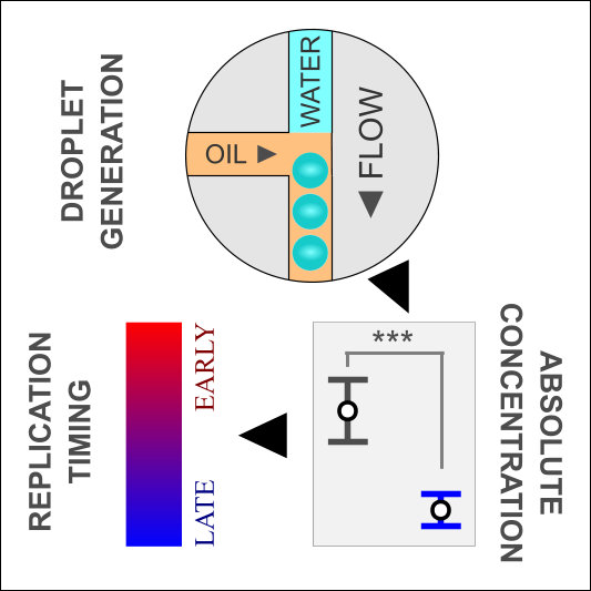 Rapid high-resolution measurement of DNA replication timing by droplet digital PCR