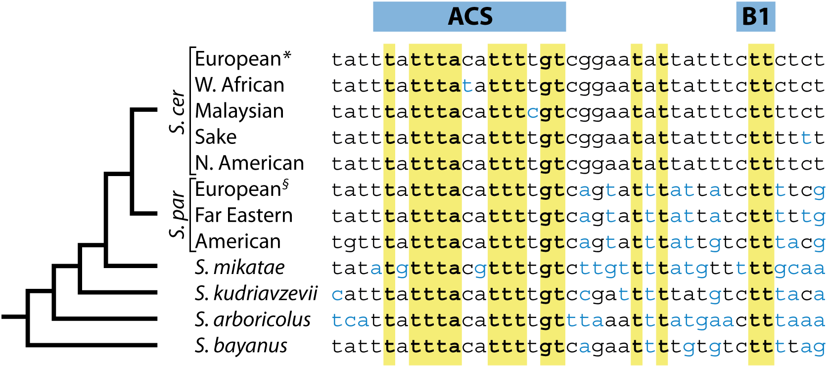 Genome-wide identification of replication origins in yeast by comparative genomics