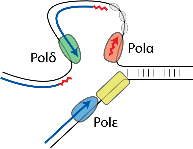 A global profile of replicative polymerase usage