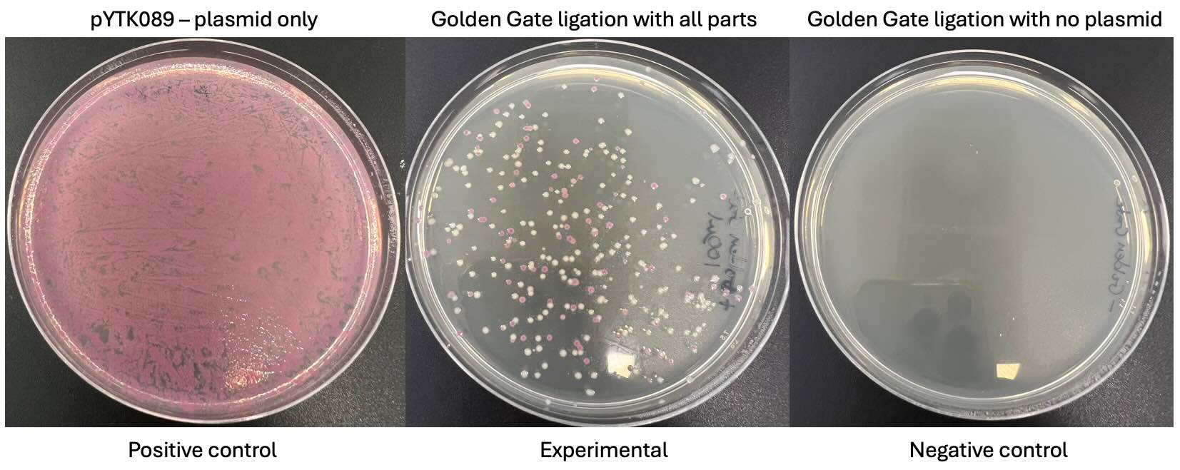 Bacterial transformation results